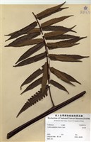 藏品(鬼桫欏)的圖片